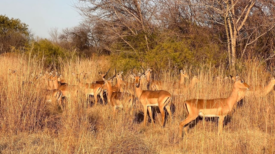 3 Bedroom Property for Sale in Heron Banks Golf Estate Free State